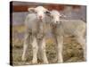 Pair of Commercial Targhee Lambs-Chuck Haney-Stretched Canvas