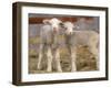 Pair of Commercial Targhee Lambs-Chuck Haney-Framed Photographic Print