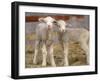 Pair of Commercial Targhee Lambs-Chuck Haney-Framed Photographic Print