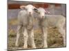 Pair of Commercial Targhee Lambs-Chuck Haney-Mounted Photographic Print