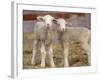 Pair of Commercial Targhee Lambs-Chuck Haney-Framed Photographic Print