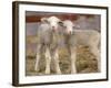 Pair of Commercial Targhee Lambs-Chuck Haney-Framed Photographic Print