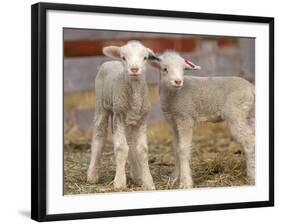 Pair of Commercial Targhee Lambs-Chuck Haney-Framed Photographic Print