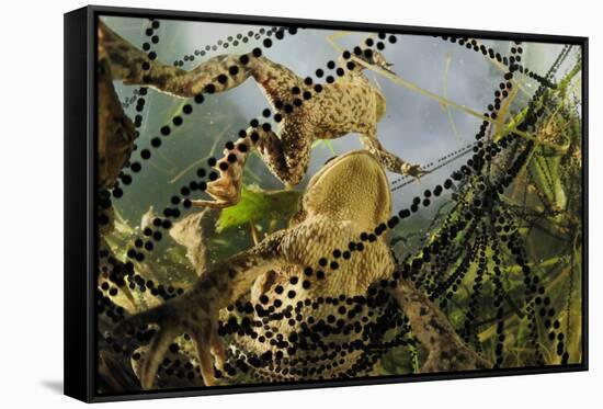 Pair of Common European Toads (Bufo Bufo) with Strings of Toadspawn, in Pond, Germany-Solvin Zankl-Framed Stretched Canvas