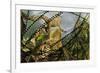 Pair of Common European Toads (Bufo Bufo) with Strings of Toadspawn, in Pond, Germany-Solvin Zankl-Framed Photographic Print