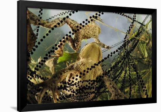 Pair of Common European Toads (Bufo Bufo) with Strings of Toadspawn, in Pond, Germany-Solvin Zankl-Framed Photographic Print