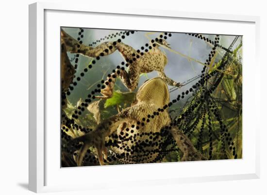 Pair of Common European Toads (Bufo Bufo) with Strings of Toadspawn, in Pond, Germany-Solvin Zankl-Framed Photographic Print