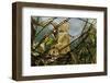 Pair of Common European Toads (Bufo Bufo) with Strings of Toadspawn, in Pond, Germany-Solvin Zankl-Framed Photographic Print