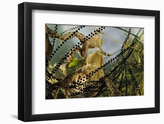 Pair of Common European Toads (Bufo Bufo) with Strings of Toadspawn, in Pond, Germany-Solvin Zankl-Framed Photographic Print