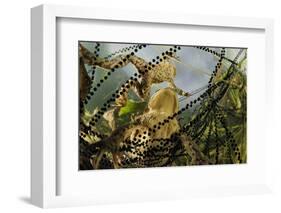 Pair of Common European Toads (Bufo Bufo) with Strings of Toadspawn, in Pond, Germany-Solvin Zankl-Framed Photographic Print