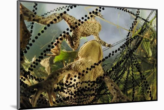 Pair of Common European Toads (Bufo Bufo) with Strings of Toadspawn, in Pond, Germany-Solvin Zankl-Mounted Photographic Print