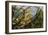 Pair of Common European Toads (Bufo Bufo) with Strings of Toadspawn, in Pond, Germany-Solvin Zankl-Framed Photographic Print