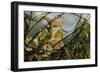 Pair of Common European Toads (Bufo Bufo) with Strings of Toadspawn, in Pond, Germany-Solvin Zankl-Framed Photographic Print