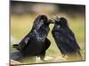 Pair of Common Ravens, Corvus corax, Yellowstone, Montana-Maresa Pryor-Mounted Photographic Print