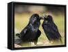 Pair of Common Ravens, Corvus corax, Yellowstone, Montana-Maresa Pryor-Framed Stretched Canvas