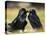 Pair of Common Ravens, Corvus corax, Yellowstone, Montana-Maresa Pryor-Stretched Canvas