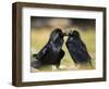 Pair of Common Ravens, Corvus corax, Yellowstone, Montana-Maresa Pryor-Framed Photographic Print