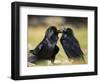 Pair of Common Ravens, Corvus corax, Yellowstone, Montana-Maresa Pryor-Framed Photographic Print