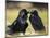 Pair of Common Ravens, Corvus corax, Yellowstone, Montana-Maresa Pryor-Mounted Photographic Print