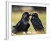 Pair of Common Ravens, Corvus corax, Yellowstone, Montana-Maresa Pryor-Framed Photographic Print