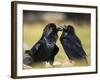 Pair of Common Ravens, Corvus corax, Yellowstone, Montana-Maresa Pryor-Framed Photographic Print