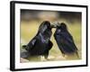 Pair of Common Ravens, Corvus corax, Yellowstone, Montana-Maresa Pryor-Framed Photographic Print