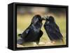 Pair of Common Ravens, Corvus corax, Yellowstone, Montana-Maresa Pryor-Framed Stretched Canvas