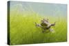 Pair Of Common Toads (Bufo Bufo) In Amplexus Underwater, Belgium, March-Bert Willaert-Stretched Canvas