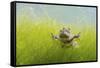 Pair Of Common Toads (Bufo Bufo) In Amplexus Underwater, Belgium, March-Bert Willaert-Framed Stretched Canvas