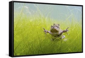 Pair Of Common Toads (Bufo Bufo) In Amplexus Underwater, Belgium, March-Bert Willaert-Framed Stretched Canvas