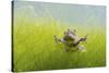 Pair Of Common Toads (Bufo Bufo) In Amplexus Underwater, Belgium, March-Bert Willaert-Stretched Canvas