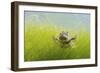 Pair Of Common Toads (Bufo Bufo) In Amplexus Underwater, Belgium, March-Bert Willaert-Framed Photographic Print