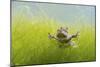 Pair Of Common Toads (Bufo Bufo) In Amplexus Underwater, Belgium, March-Bert Willaert-Mounted Photographic Print