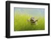 Pair Of Common Toads (Bufo Bufo) In Amplexus Underwater, Belgium, March-Bert Willaert-Framed Photographic Print