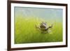 Pair Of Common Toads (Bufo Bufo) In Amplexus Underwater, Belgium, March-Bert Willaert-Framed Photographic Print