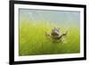 Pair Of Common Toads (Bufo Bufo) In Amplexus Underwater, Belgium, March-Bert Willaert-Framed Photographic Print