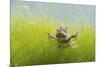 Pair Of Common Toads (Bufo Bufo) In Amplexus Underwater, Belgium, March-Bert Willaert-Mounted Photographic Print