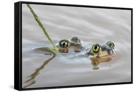 Pair of Couch's spadefoot toads mating in water, Texas-Karine Aigner-Framed Stretched Canvas