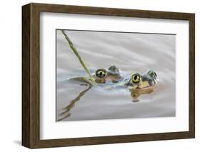 Pair of Couch's spadefoot toads mating in water, Texas-Karine Aigner-Framed Photographic Print