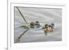 Pair of Couch's spadefoot toads mating in water, Texas-Karine Aigner-Framed Photographic Print