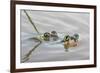 Pair of Couch's spadefoot toads mating in water, Texas-Karine Aigner-Framed Photographic Print