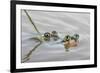 Pair of Couch's spadefoot toads mating in water, Texas-Karine Aigner-Framed Photographic Print