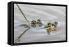 Pair of Couch's spadefoot toads mating in water, Texas-Karine Aigner-Framed Stretched Canvas