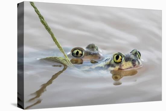Pair of Couch's spadefoot toads mating in water, Texas-Karine Aigner-Stretched Canvas