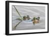 Pair of Couch's spadefoot toads mating in water, Texas-Karine Aigner-Framed Photographic Print