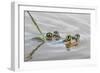 Pair of Couch's spadefoot toads mating in water, Texas-Karine Aigner-Framed Photographic Print