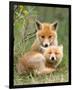 Pair of Cuddling Red Fox Cubs-null-Framed Premium Giclee Print