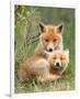 Pair of Cuddling Red Fox Cubs-null-Framed Premium Giclee Print