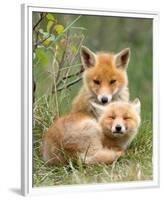 Pair of Cuddling Red Fox Cubs-null-Framed Premium Giclee Print