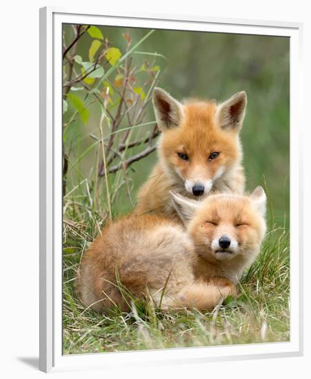 Pair of Cuddling Red Fox Cubs-null-Framed Premium Giclee Print